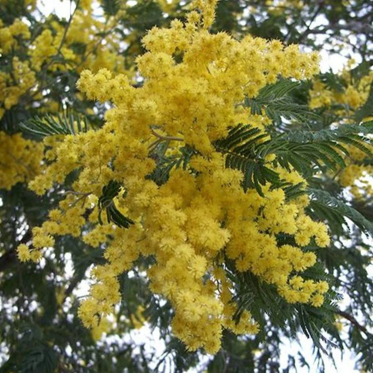 Acacia dealbata <br>FLORIST'S MIMOSA, SILVER WATTLE