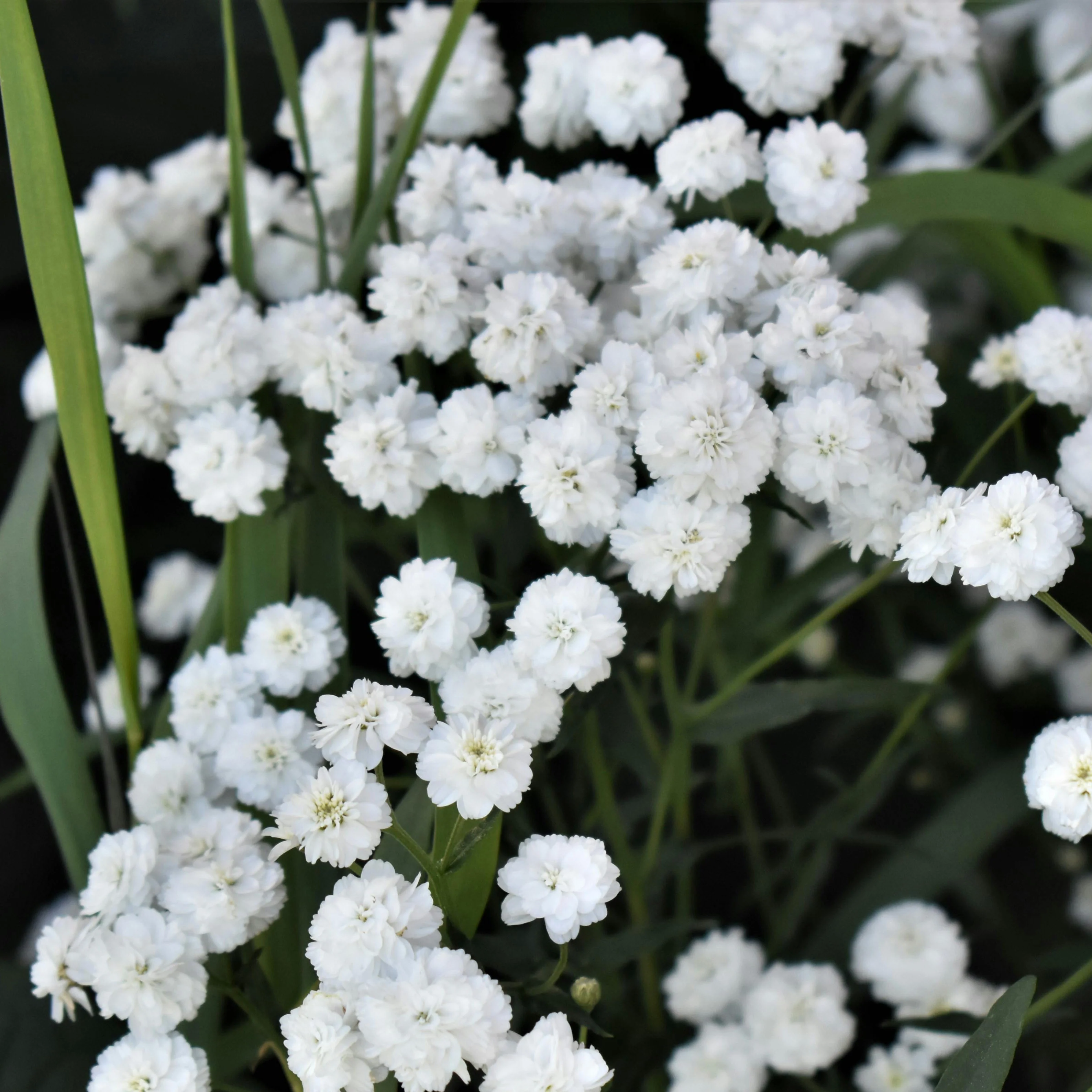 Achillea ptarmica <br>COMPACT DOUBLE POMPON YARROW MARSHMALLOW