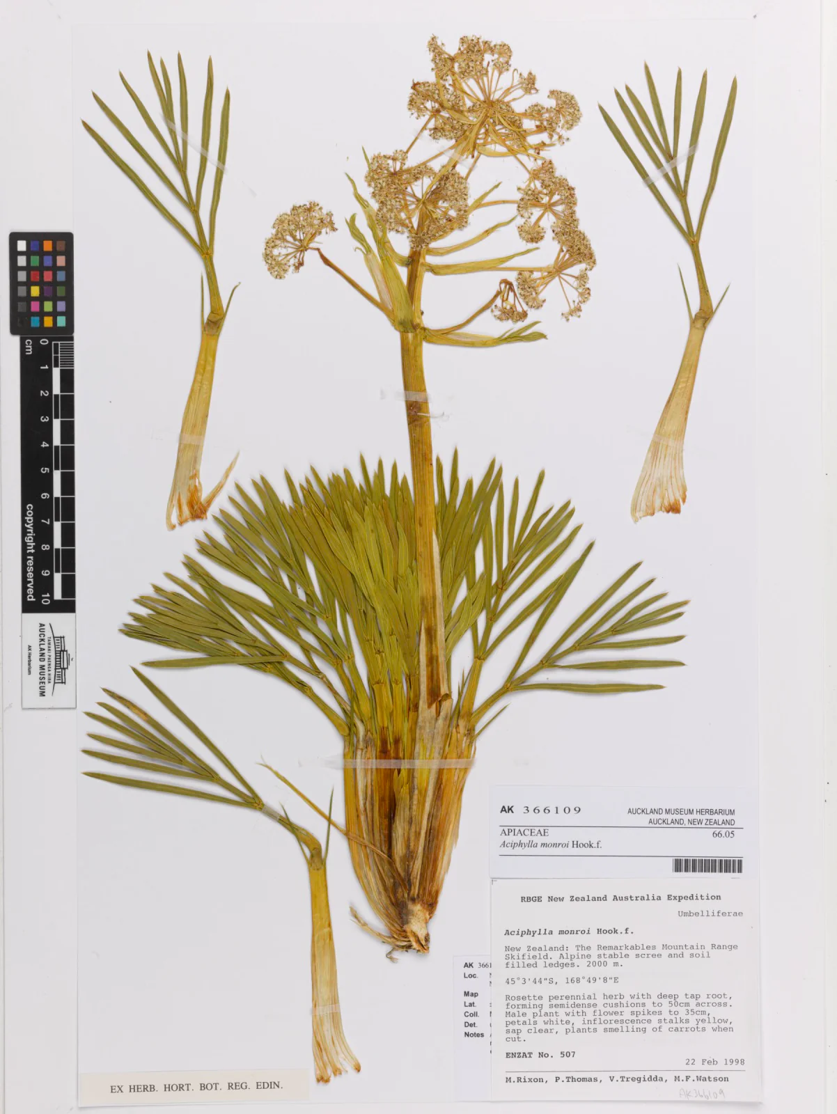 Aciphylla monroi <br>LITTLE SPEARGRASS - Image 2