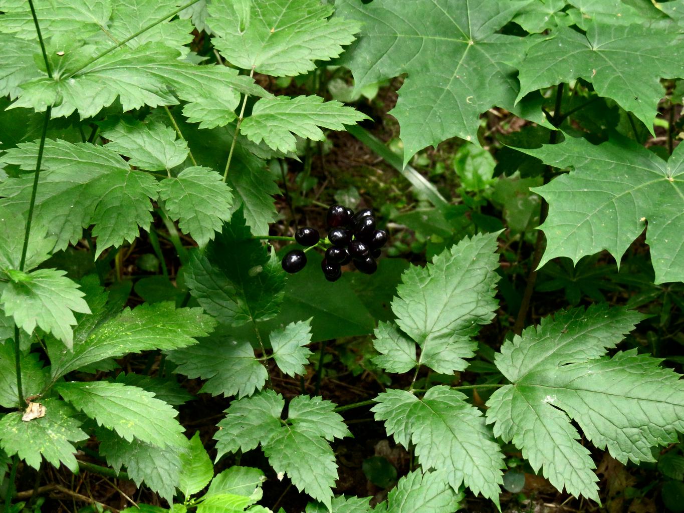 Actaea spicata <br>BANEBERRY, HERB CHRISTOPHER - Image 2