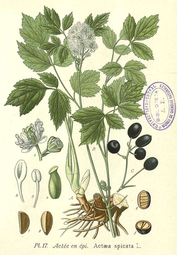 Actaea spicata <br>BANEBERRY, HERB CHRISTOPHER - Image 3