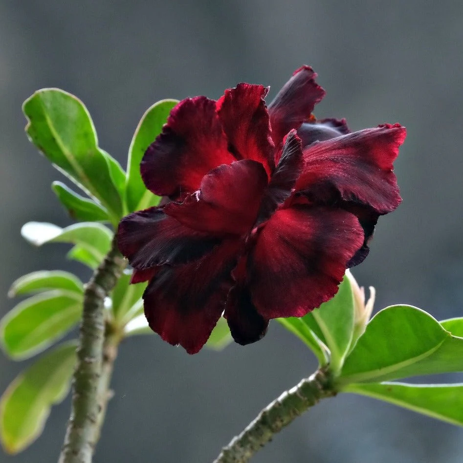 Adenium <br>ADENIUM MIX <br>2 LIVE PLANTS