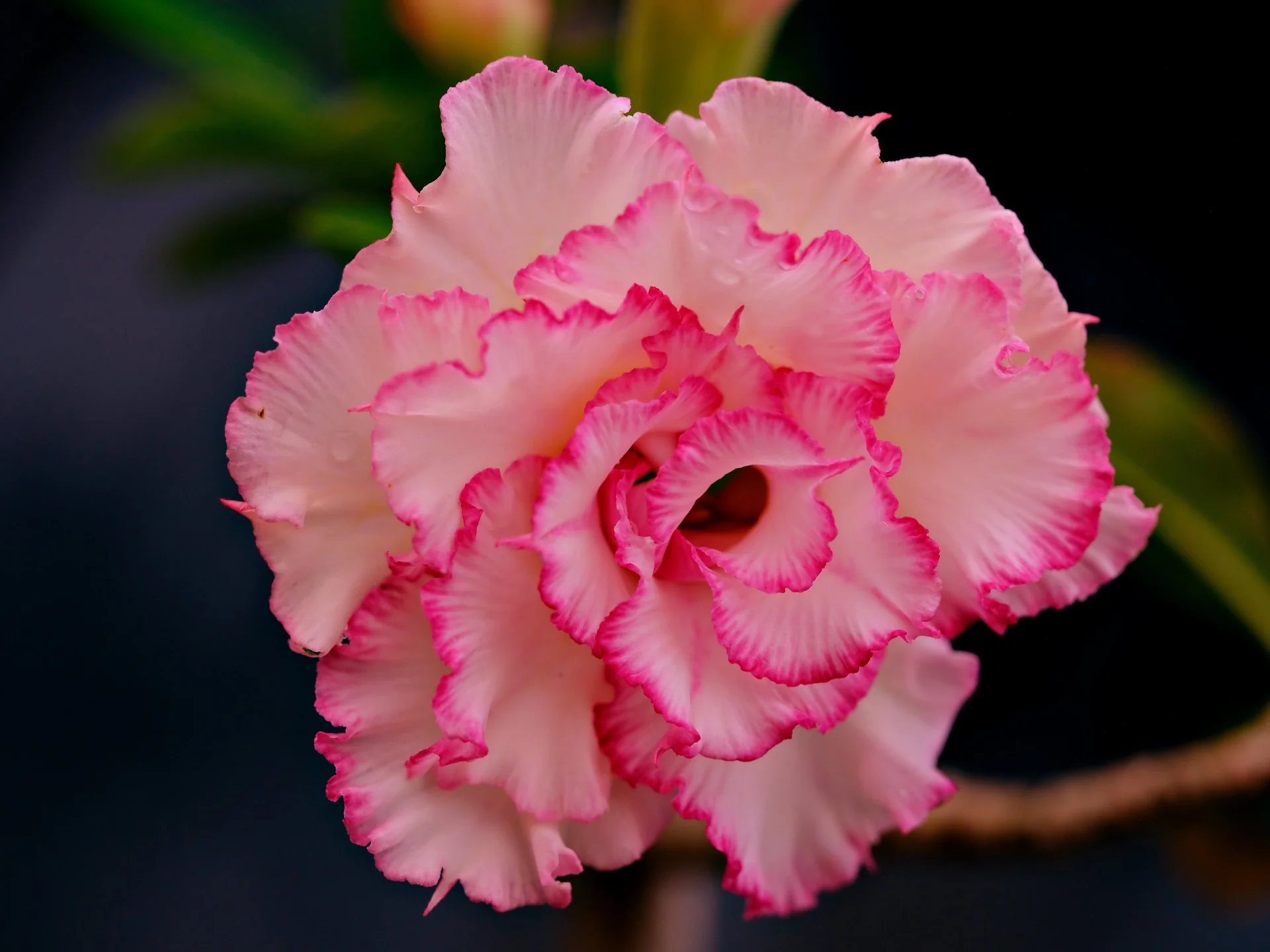 Adenium <br>ADENIUM MIX <br>2 LIVE PLANTS - Image 2