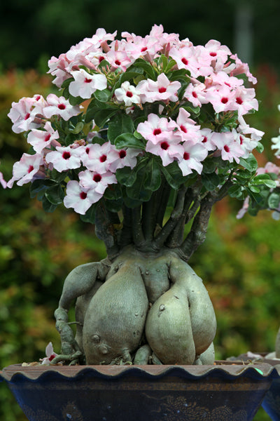 Adenium <br>ADENIUM MIX <br>2 LIVE PLANTS - Image 3