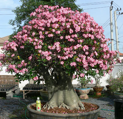 Adenium <br>ADENIUM MIX <br>2 LIVE PLANTS - Image 4