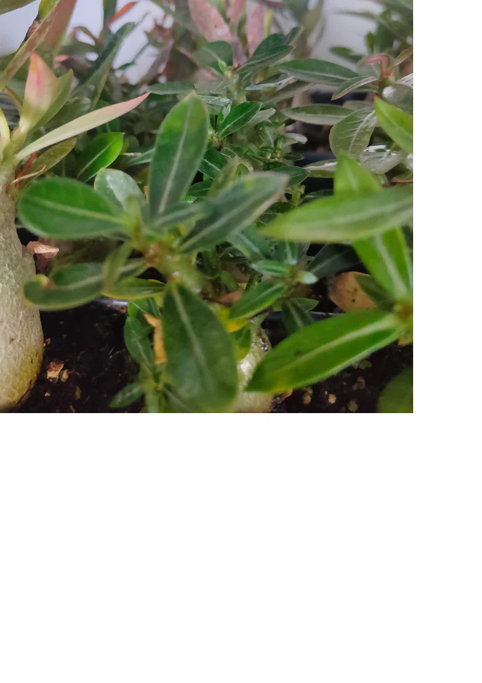 Adenium <br>ADENIUM MIX <br>2 LIVE PLANTS - Image 5