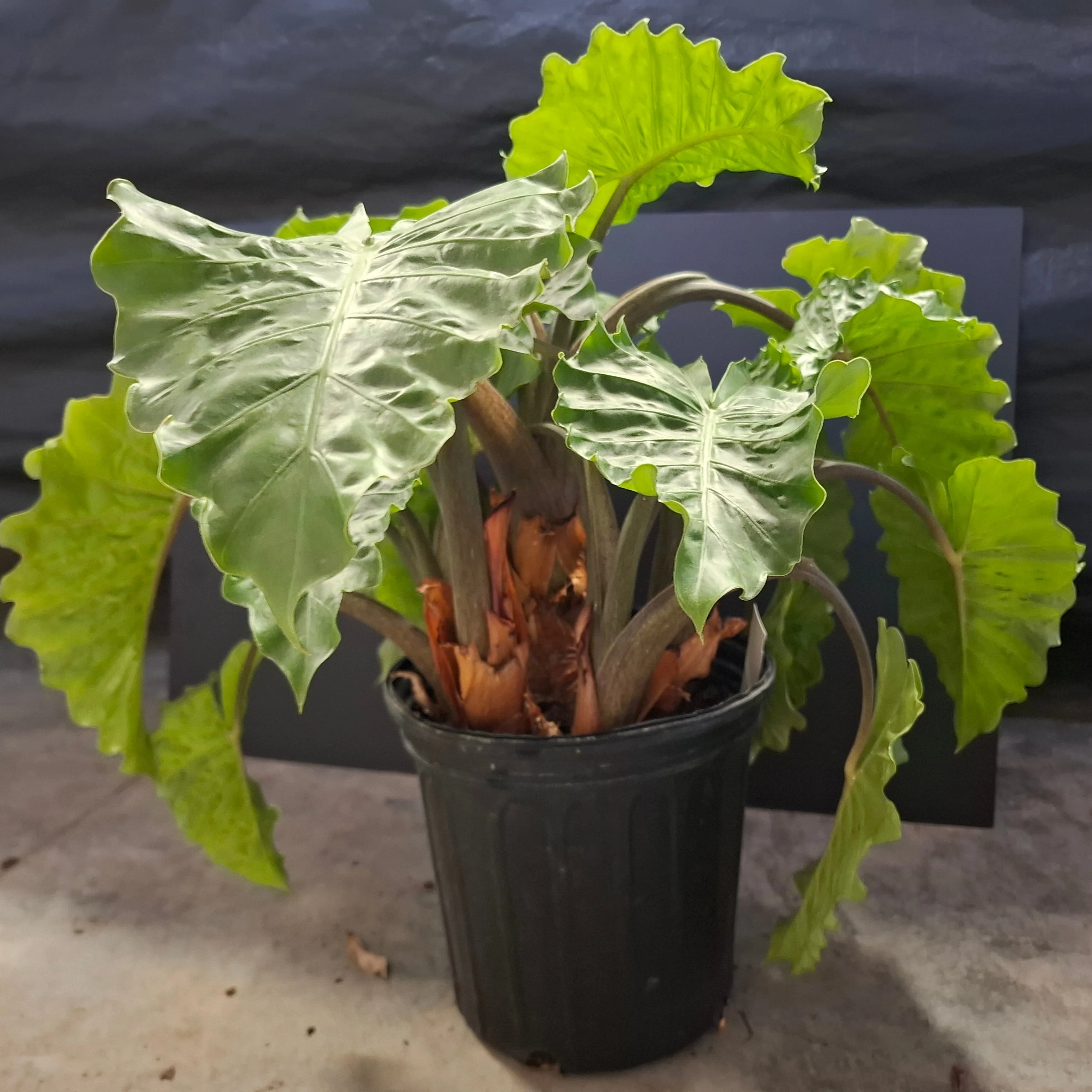 Colocasia <br>ELEPHANT EARS <br>PLANT - Image 2