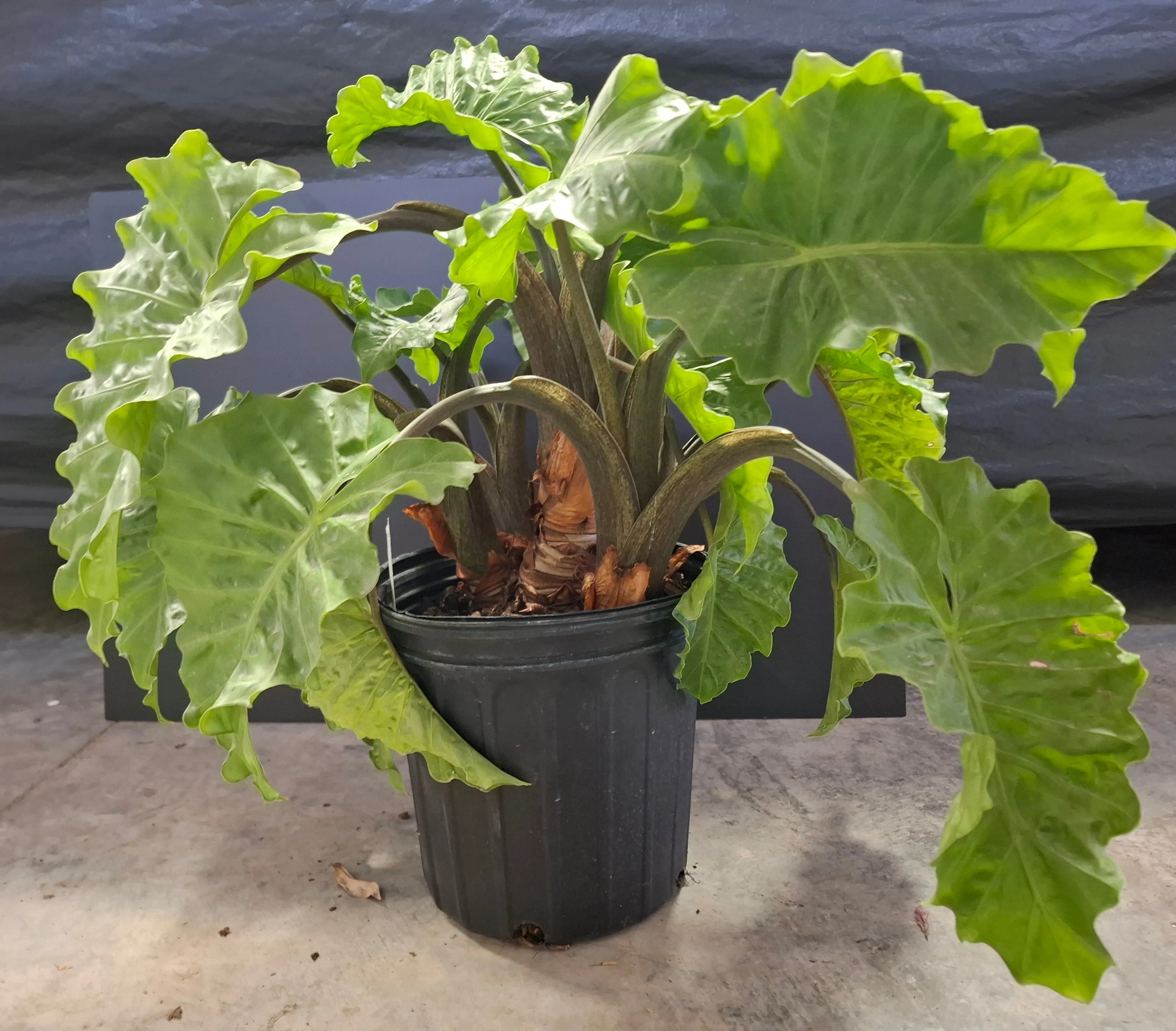 Colocasia <br>ELEPHANT EARS <br>PLANT - Image 3