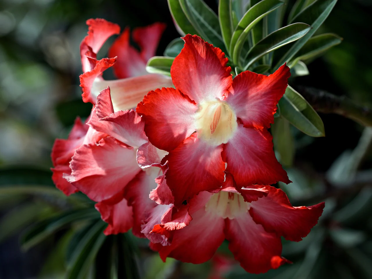 Adenium obesum <br>SHOWY DESERT ROSE, IMPALA LILY MIX HYBRIDS - Image 18