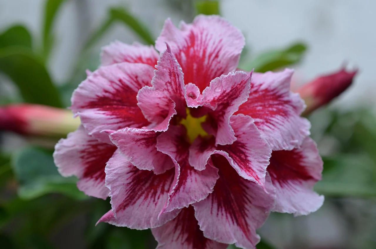 Adenium obesum <br>SHOWY DESERT ROSE, IMPALA LILY MIX HYBRIDS - Image 3