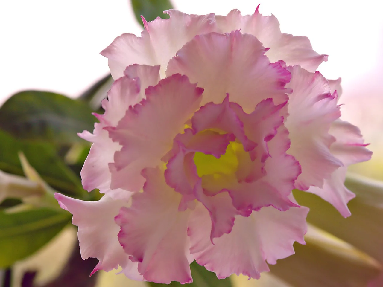Adenium obesum <br>SHOWY DESERT ROSE, IMPALA LILY MIX HYBRIDS - Image 4