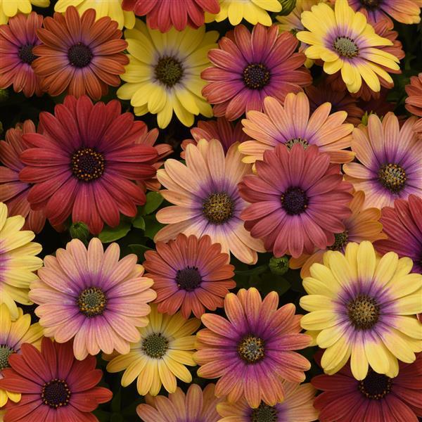 Osteospermum ecklonis <br>AFRICAN DAISY AKILA SUNSET
