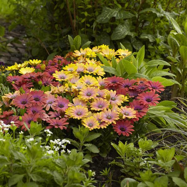 Osteospermum ecklonis <br>AFRICAN DAISY AKILA SUNSET - Image 2