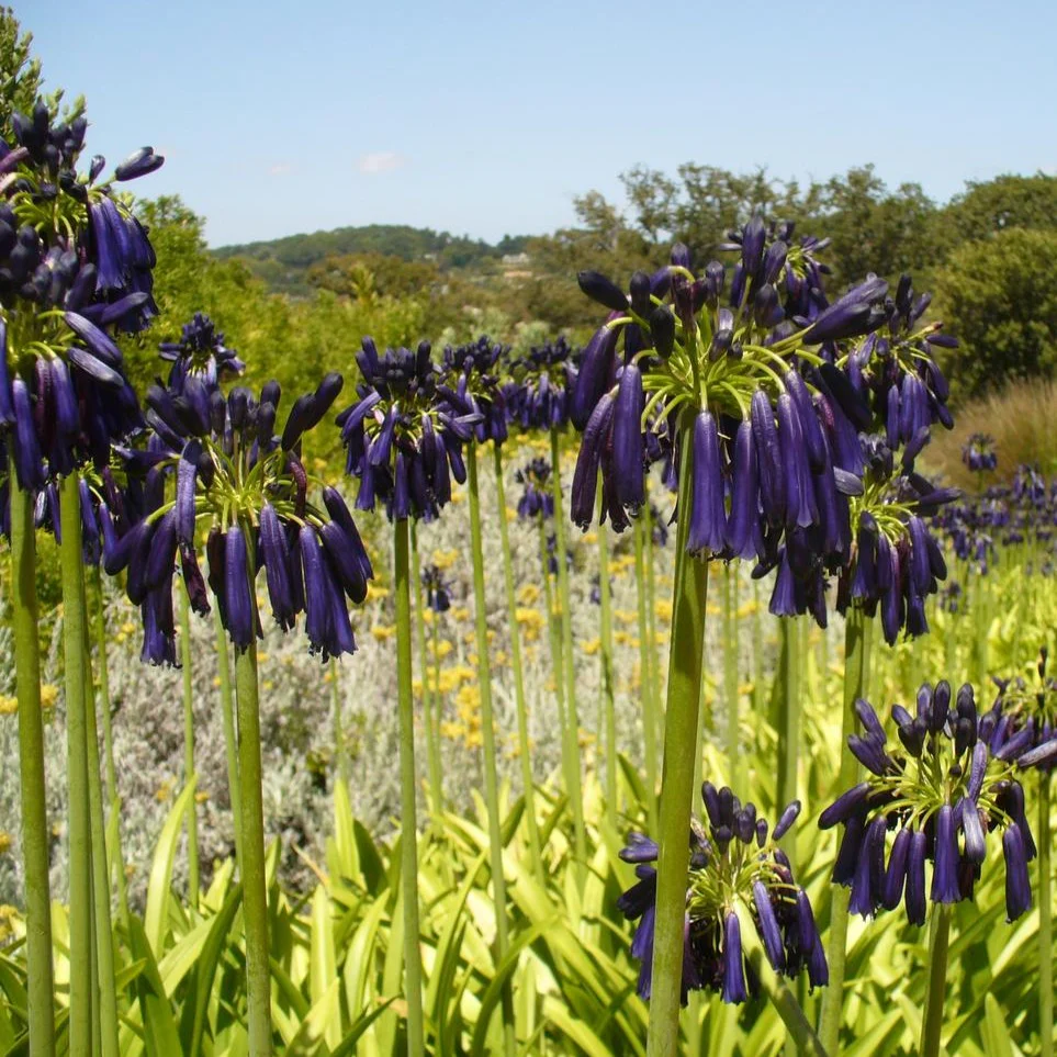 Agapanthus inapertus <br>DRAKENSBERG LILY OF THE NILE
