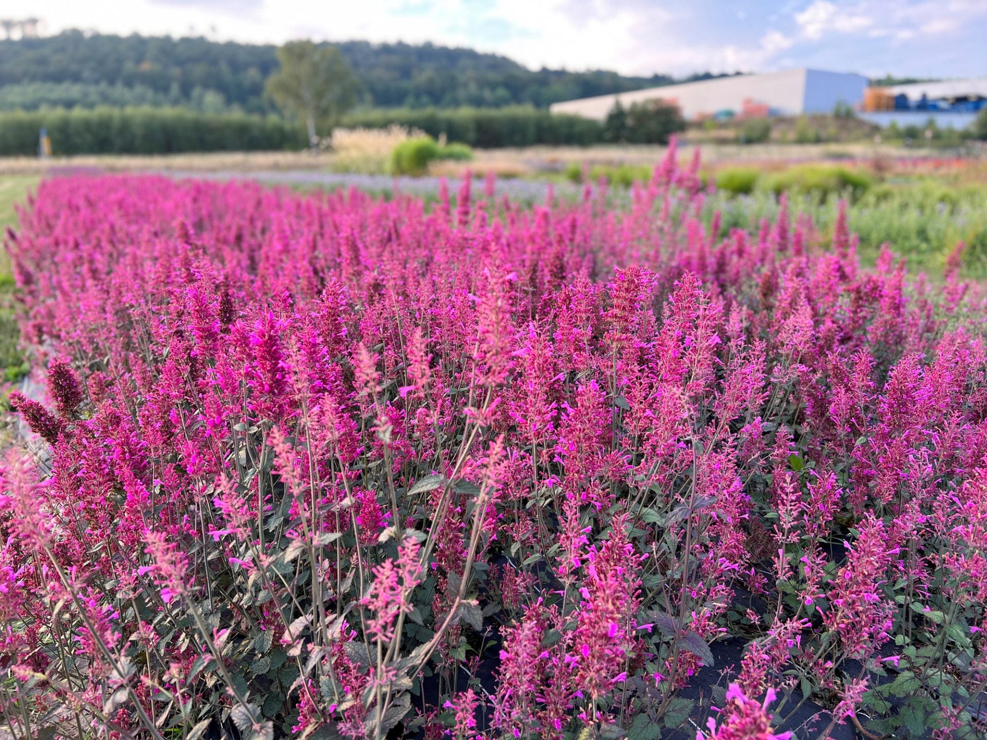 Agastache cana <br>HYSSOP 'ZUNI' - Image 2