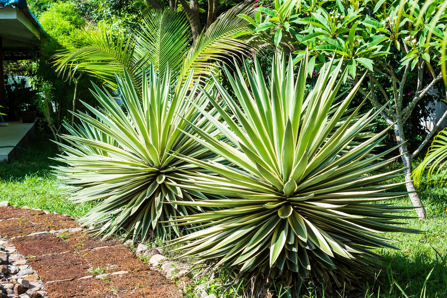 Agave angustifolia variegata <br>VARIEGATED AGAVE
