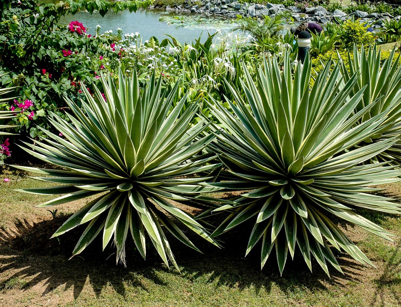 Agave angustifolia variegata <br>VARIEGATED AGAVE - Image 2
