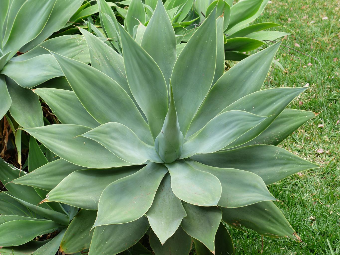 Agave attenuata <br>FOX TAIL AGAVE