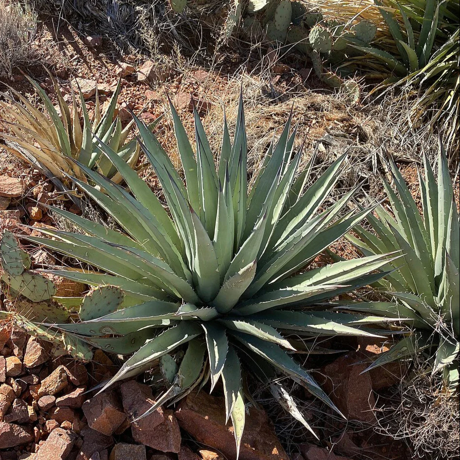 Agave gracilipes <br>HARDY CENTURY PLANT, SLIMFOOT