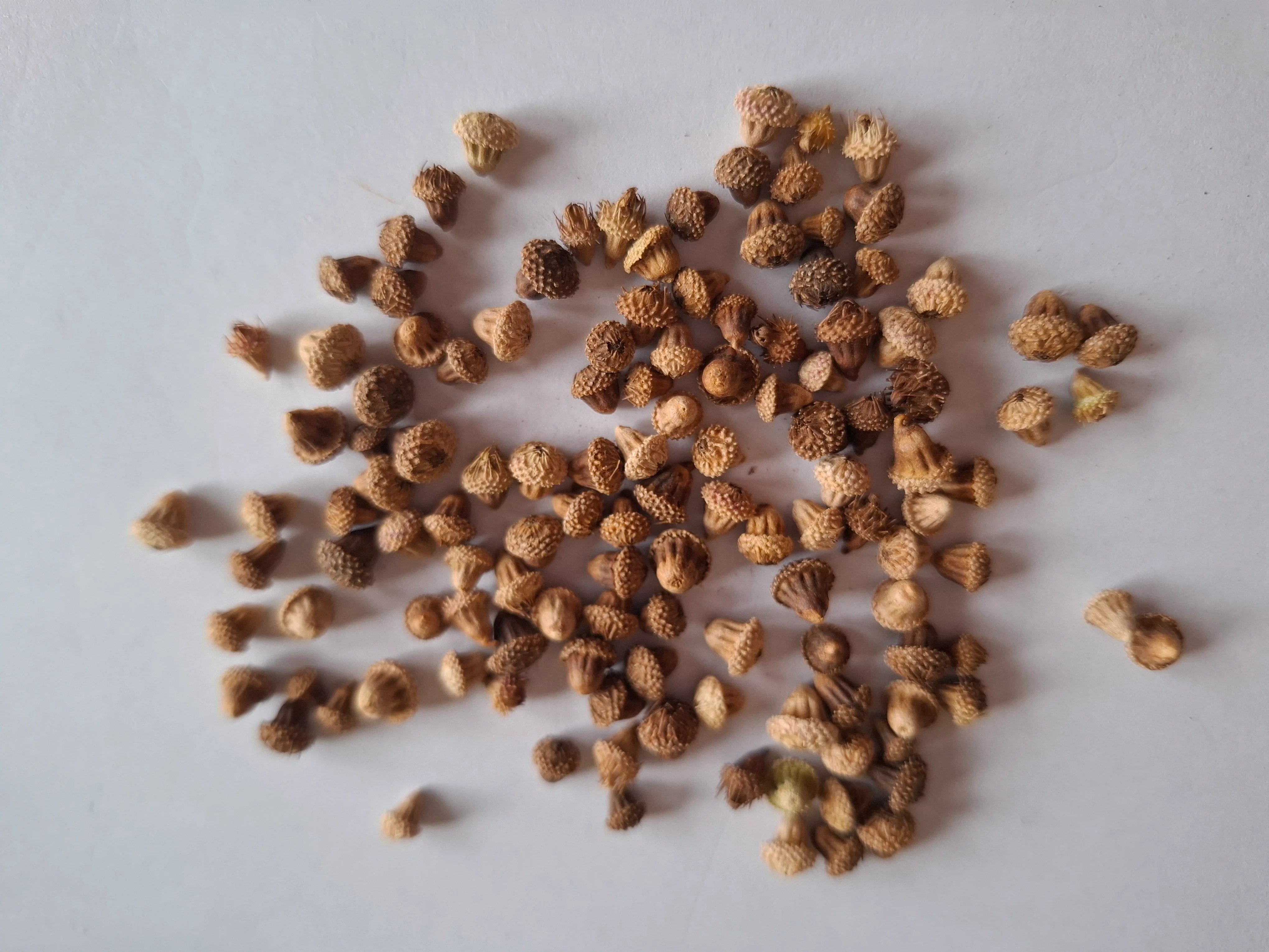 Agrimonia procera <br>FRAGRANT AGRIMONY - Image 3