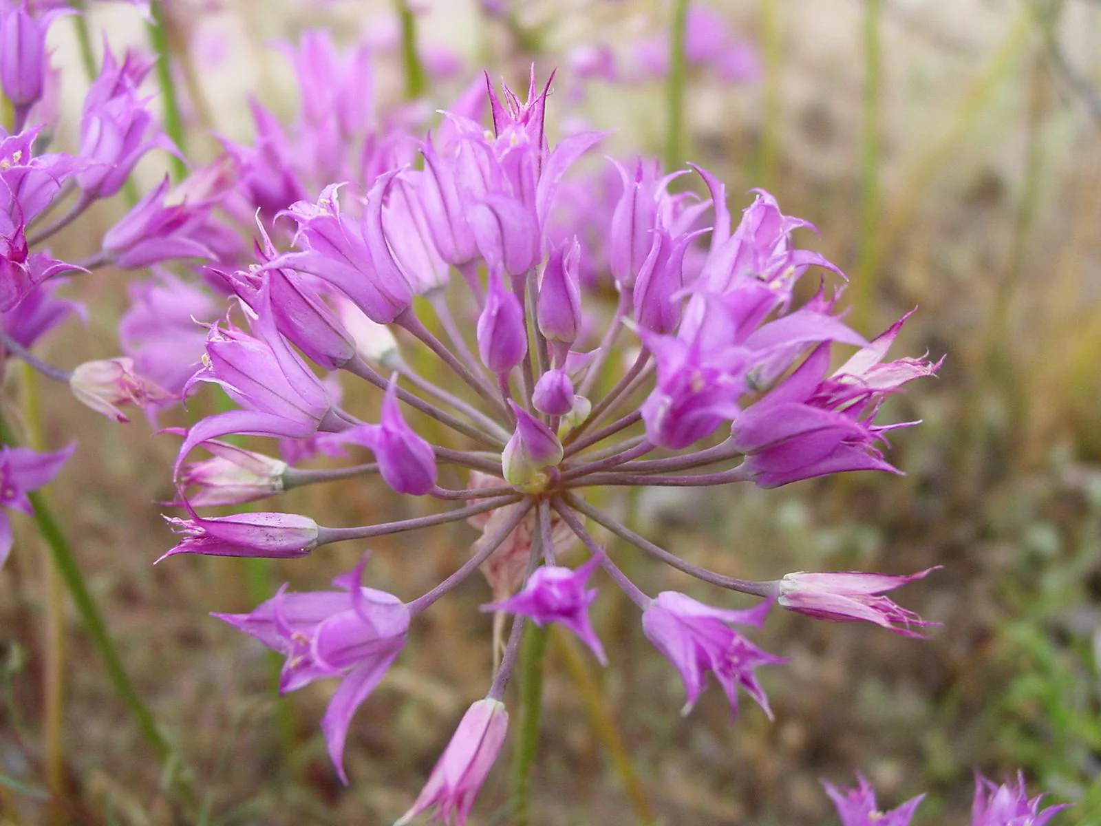 Allium acuminatum <br>TAPERTIP ONION, HOOKER'S ORNAMENTAL ONION