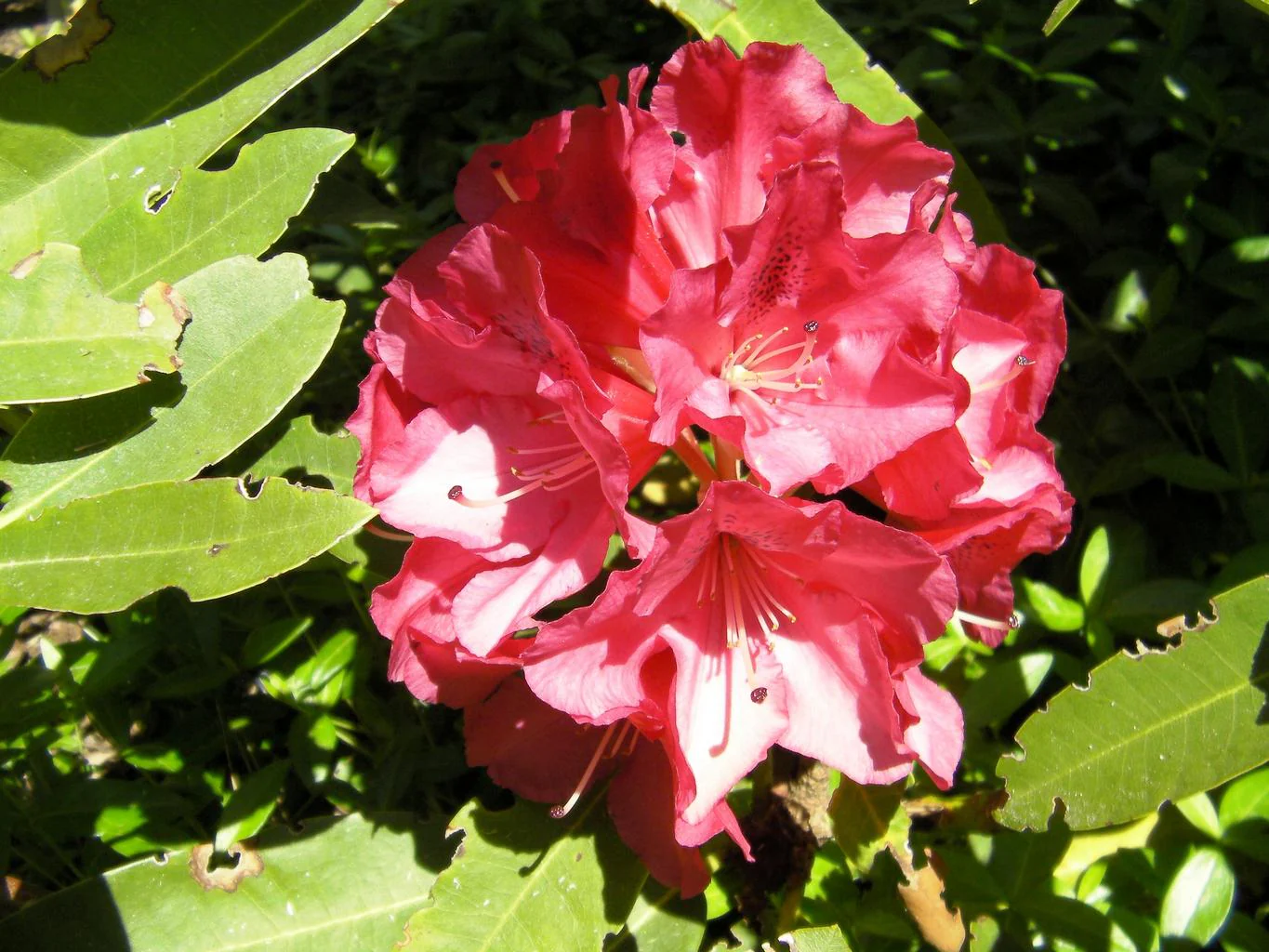 Rhododendron ferrugineum <br>ALPEN ROSE RHODODENDRON