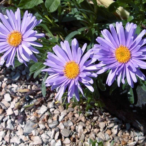 Aster alpinus <br>ASTER ALPINE BLUE, DWARF ASTER