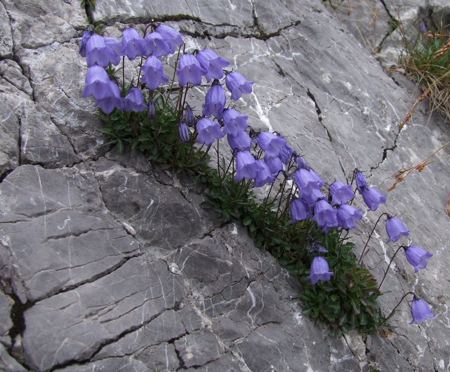 Campanula cochleariifolia <br>ALPINE BLUEBELLS - Image 2