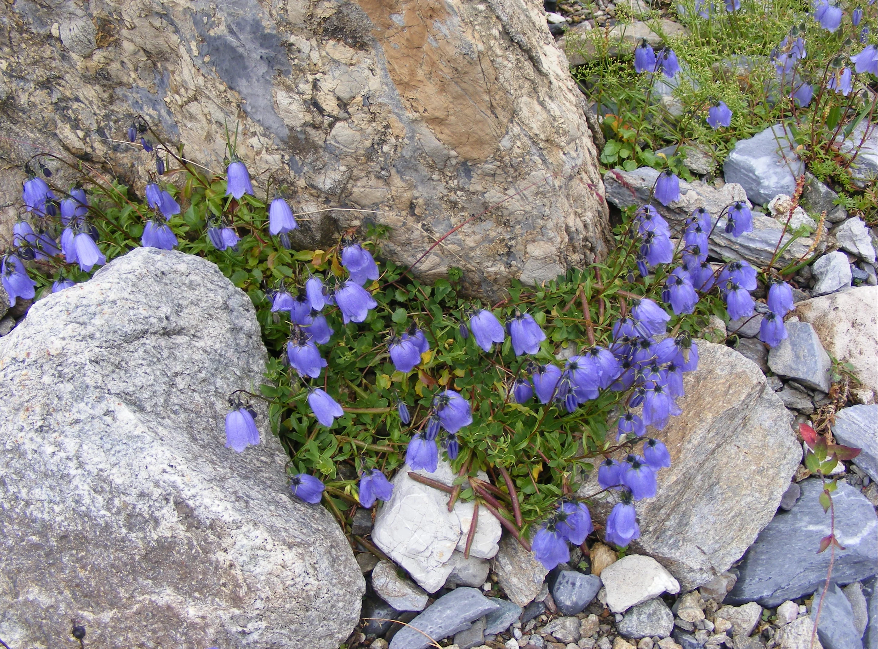 Campanula cochleariifolia <br>ALPINE BLUEBELLS - Image 3