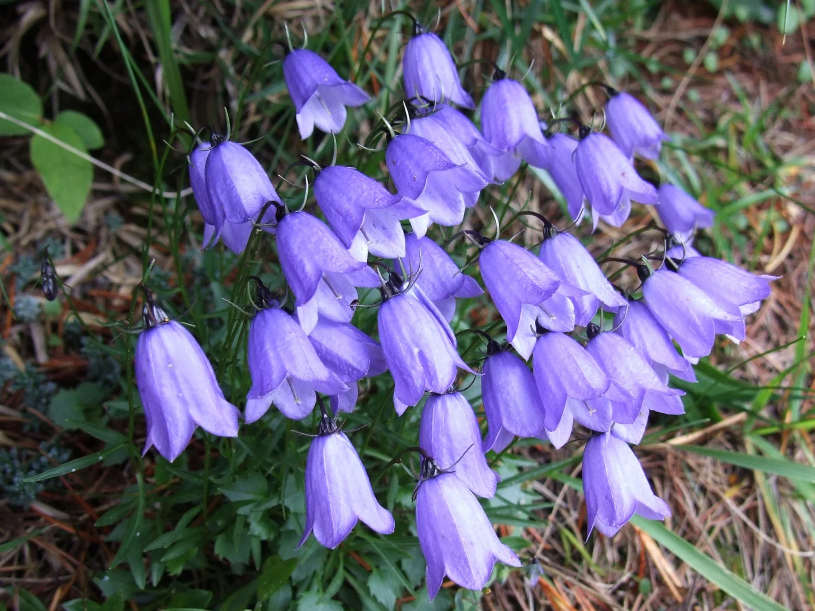 Campanula cochleariifolia <br>ALPINE BLUEBELLS - Image 4