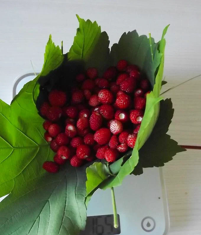 Fragaria vesca var semperflorens <br>ALPINE STRAWBERRY RED - Image 2