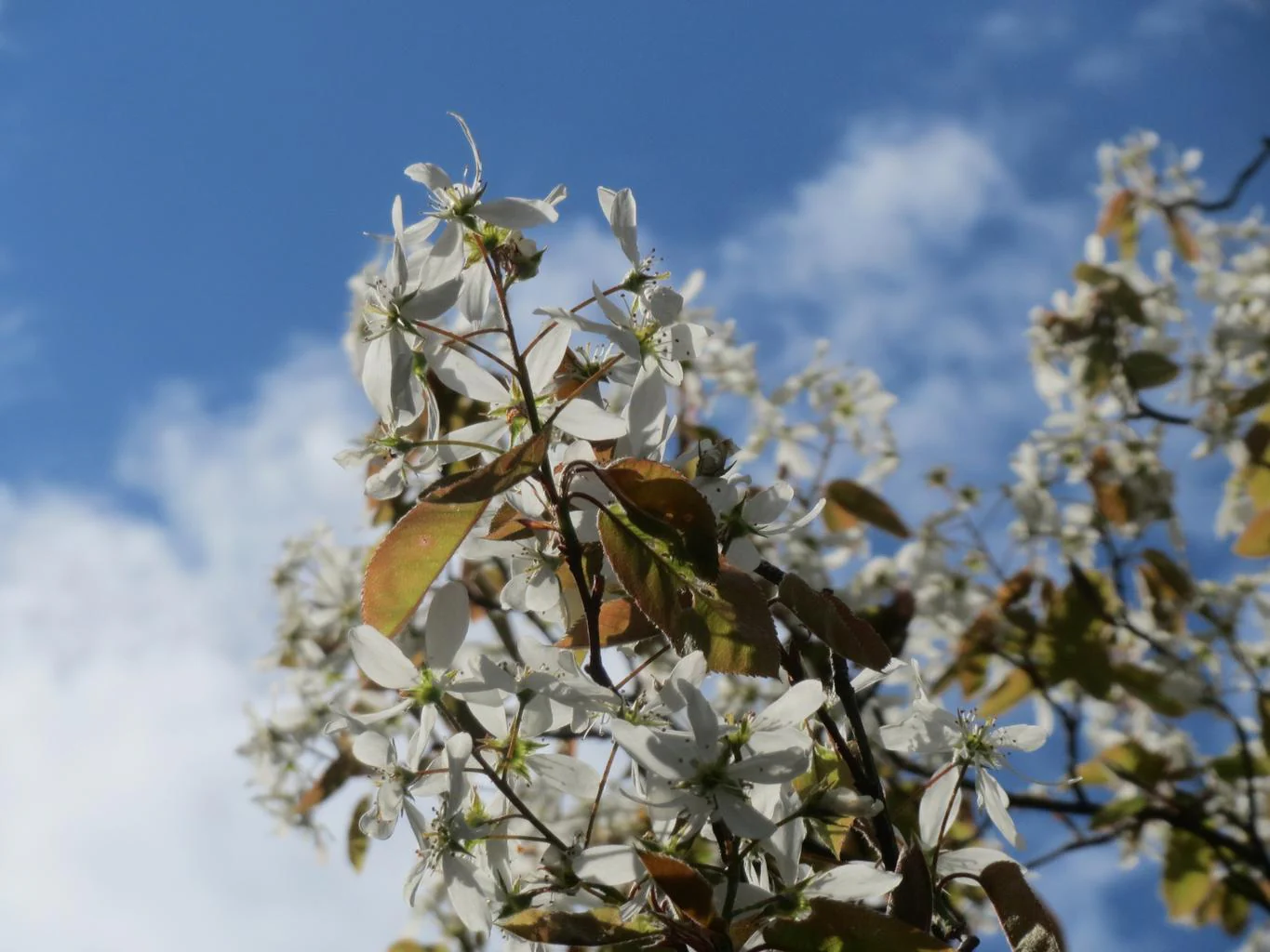 Amelanchier lamarckii <br>JUNEBERRY, SERVICEBERRY, SHADBUSH - Image 10