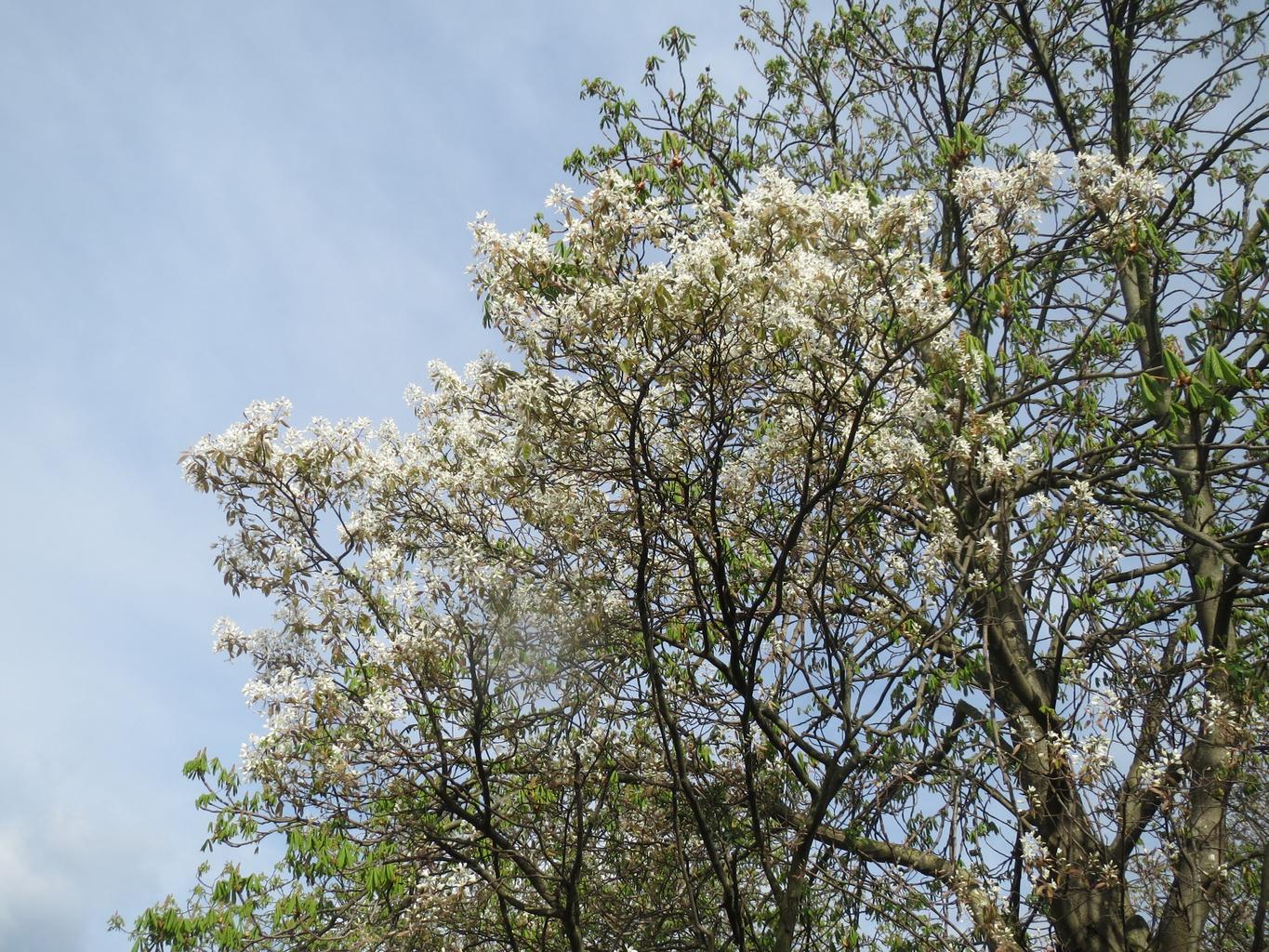 Amelanchier lamarckii <br>JUNEBERRY, SERVICEBERRY, SHADBUSH - Image 11