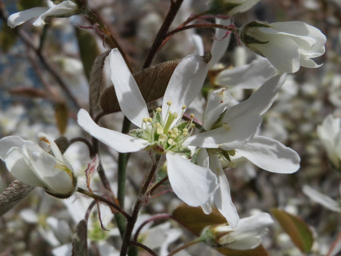 Amelanchier lamarckii <br>JUNEBERRY, SERVICEBERRY, SHADBUSH - Image 12