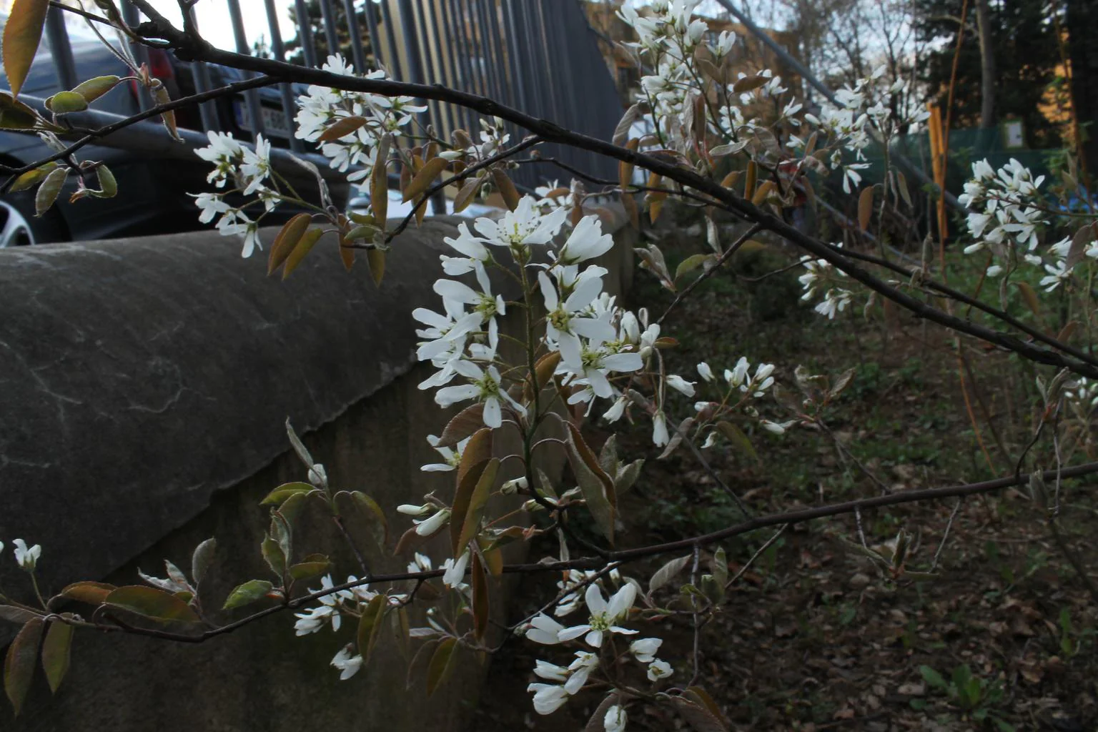 Amelanchier lamarckii <br>JUNEBERRY, SERVICEBERRY, SHADBUSH - Image 13