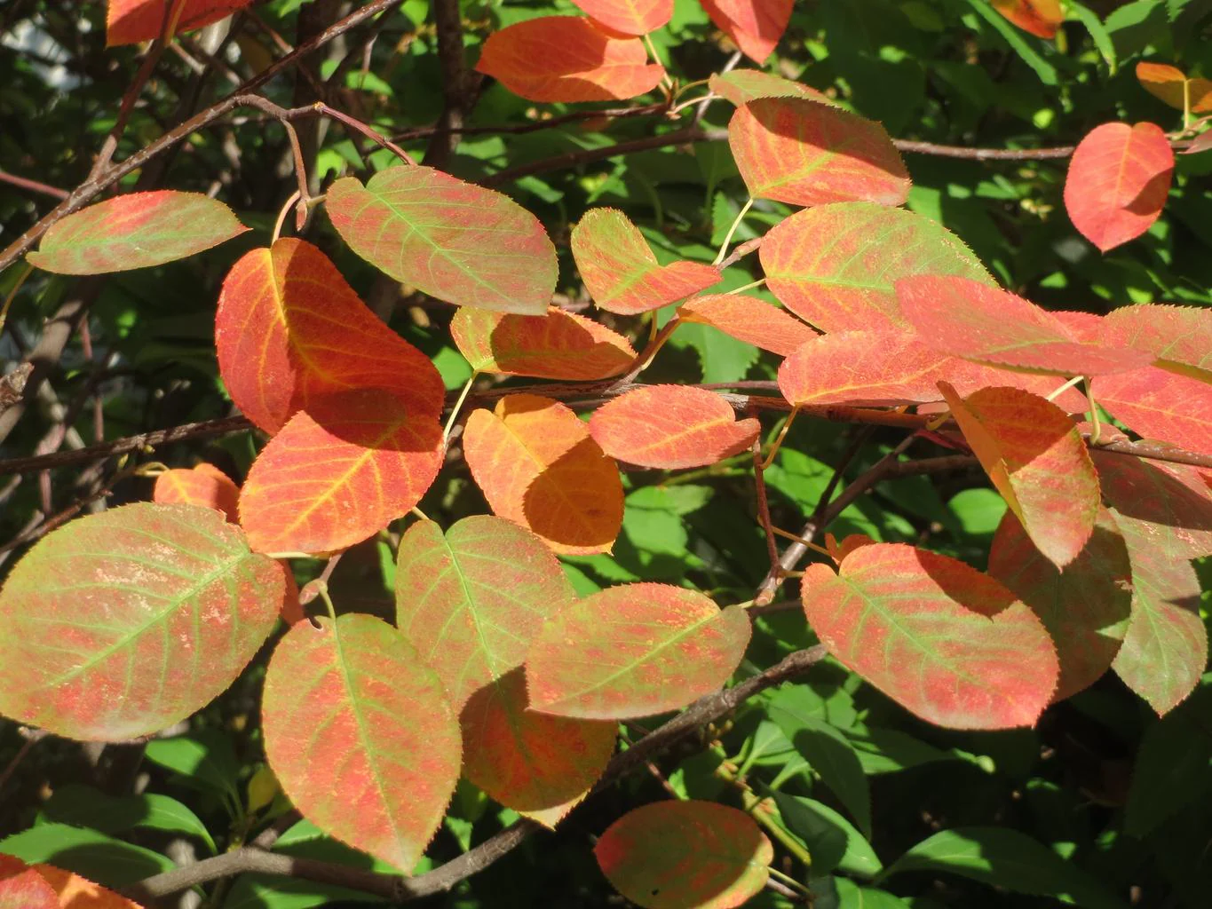 Amelanchier lamarckii <br>JUNEBERRY, SERVICEBERRY, SHADBUSH - Image 2