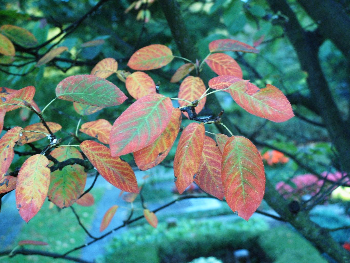 Amelanchier lamarckii <br>JUNEBERRY, SERVICEBERRY, SHADBUSH - Image 3