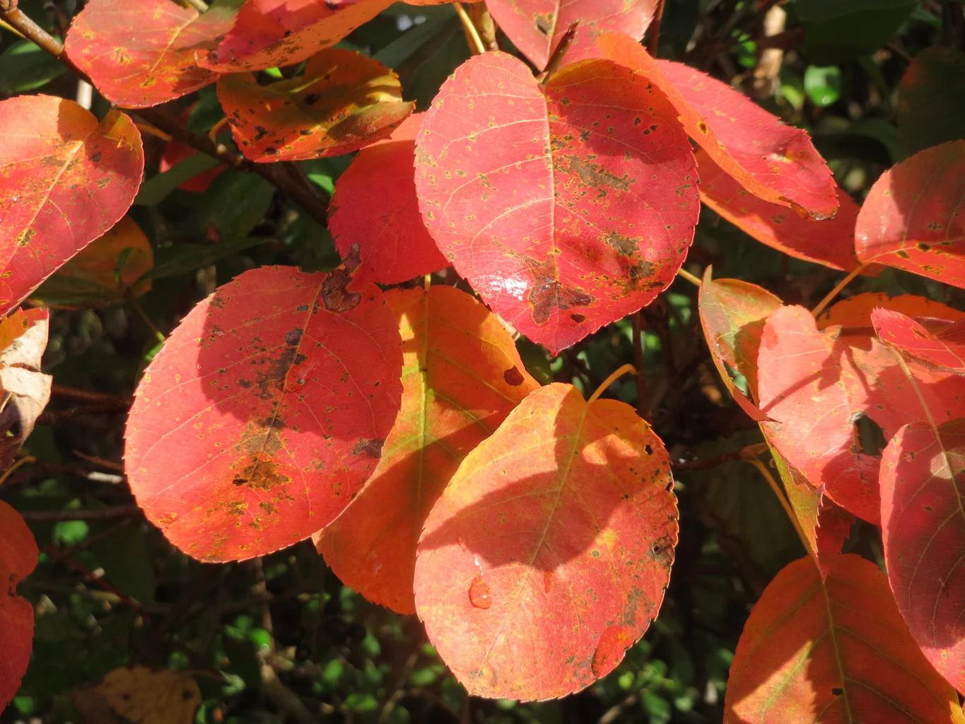 Amelanchier lamarckii <br>JUNEBERRY, SERVICEBERRY, SHADBUSH - Image 4
