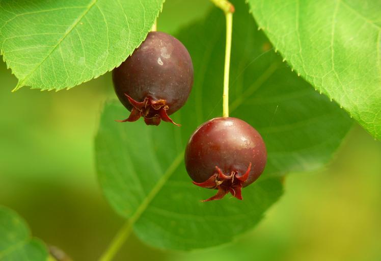 Amelanchier lamarckii <br>JUNEBERRY, SERVICEBERRY, SHADBUSH - Image 5