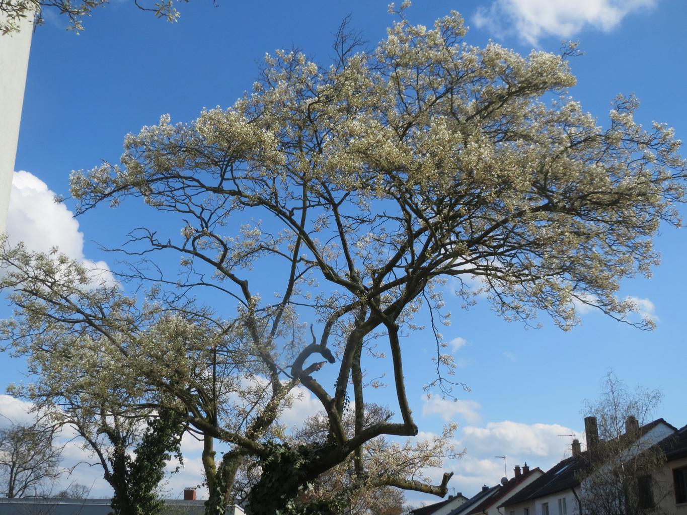Amelanchier lamarckii <br>JUNEBERRY, SERVICEBERRY, SHADBUSH - Image 6