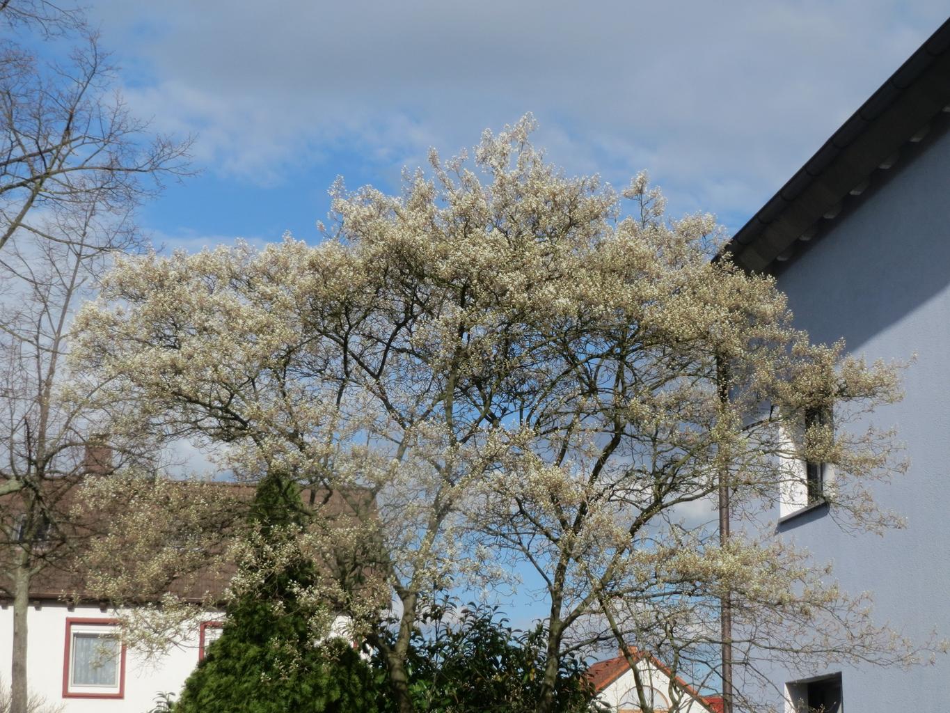 Amelanchier lamarckii <br>JUNEBERRY, SERVICEBERRY, SHADBUSH - Image 7