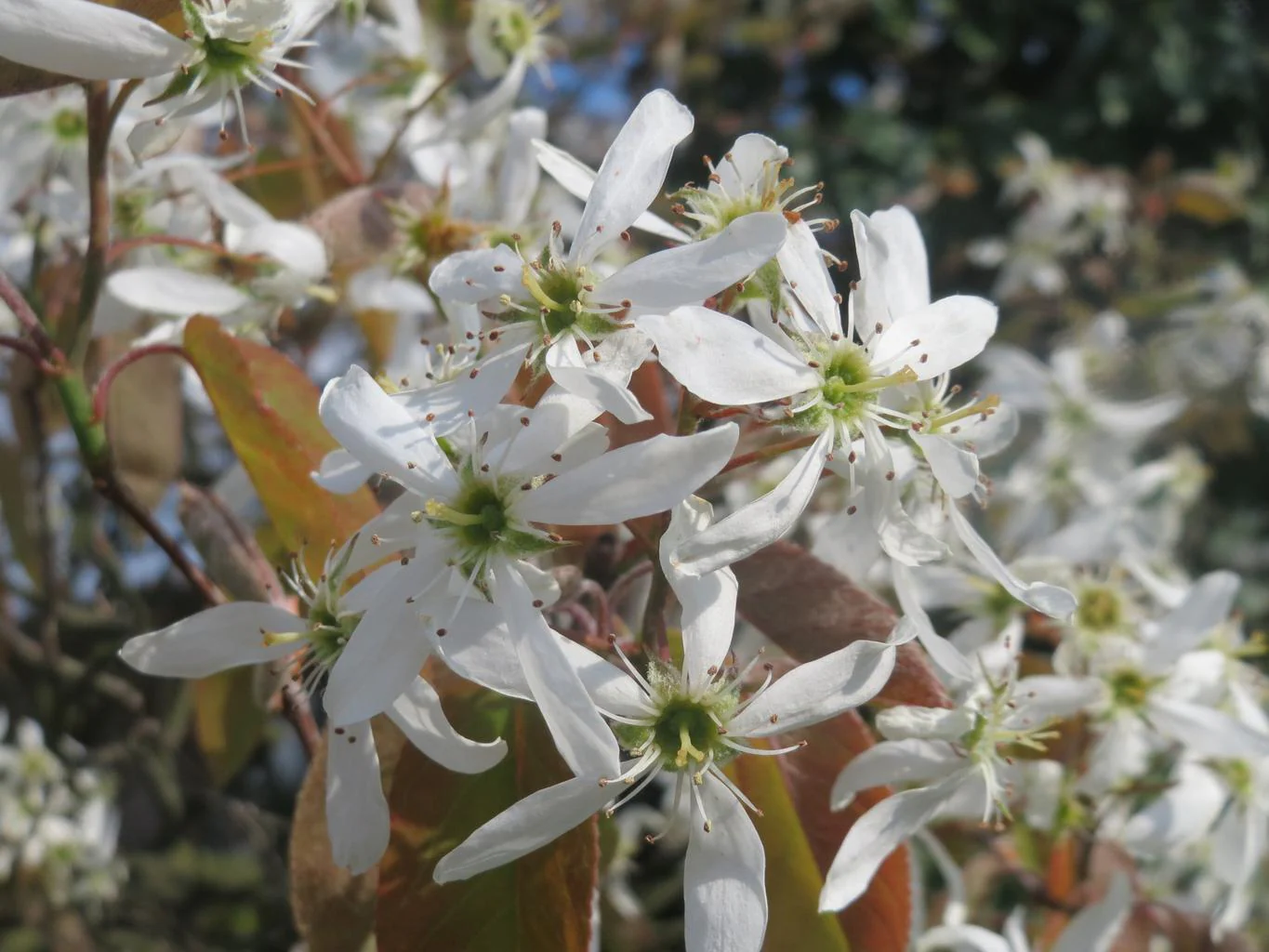 Amelanchier lamarckii <br>JUNEBERRY, SERVICEBERRY, SHADBUSH - Image 8