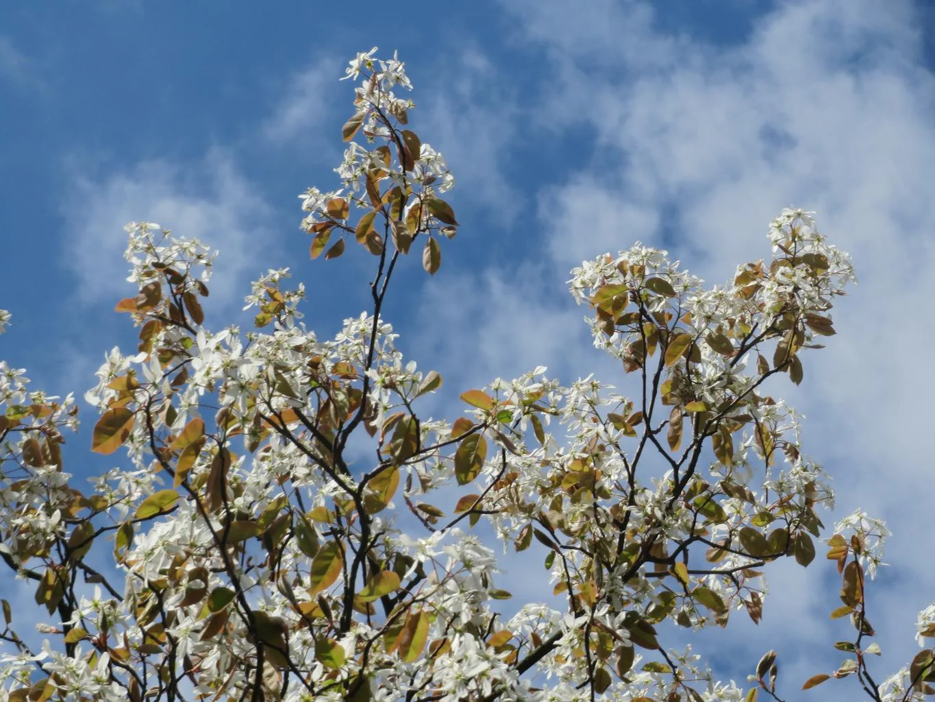 Amelanchier lamarckii <br>JUNEBERRY, SERVICEBERRY, SHADBUSH - Image 9