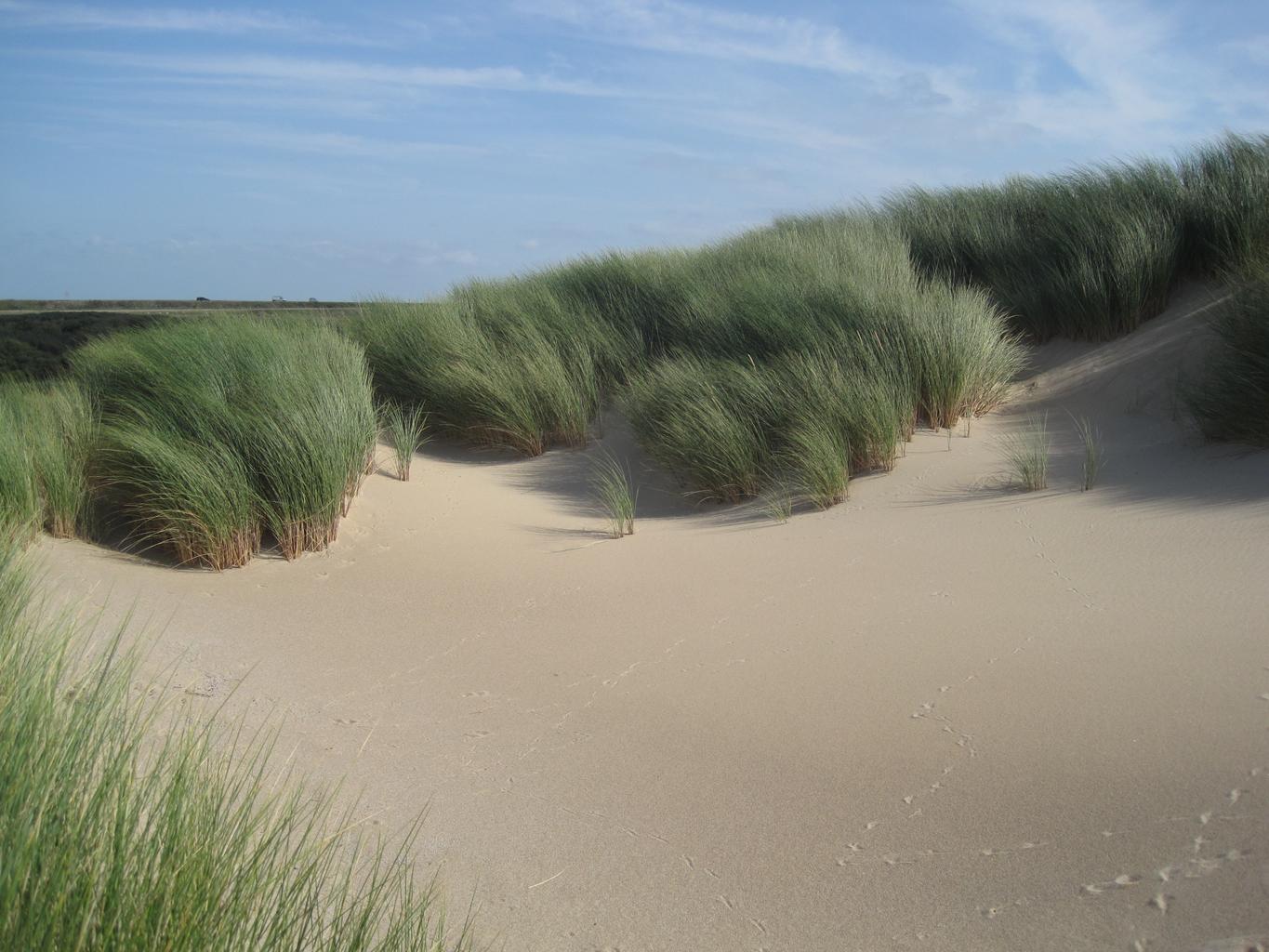 Ammophila arenaria <br>MARRAM GRASS