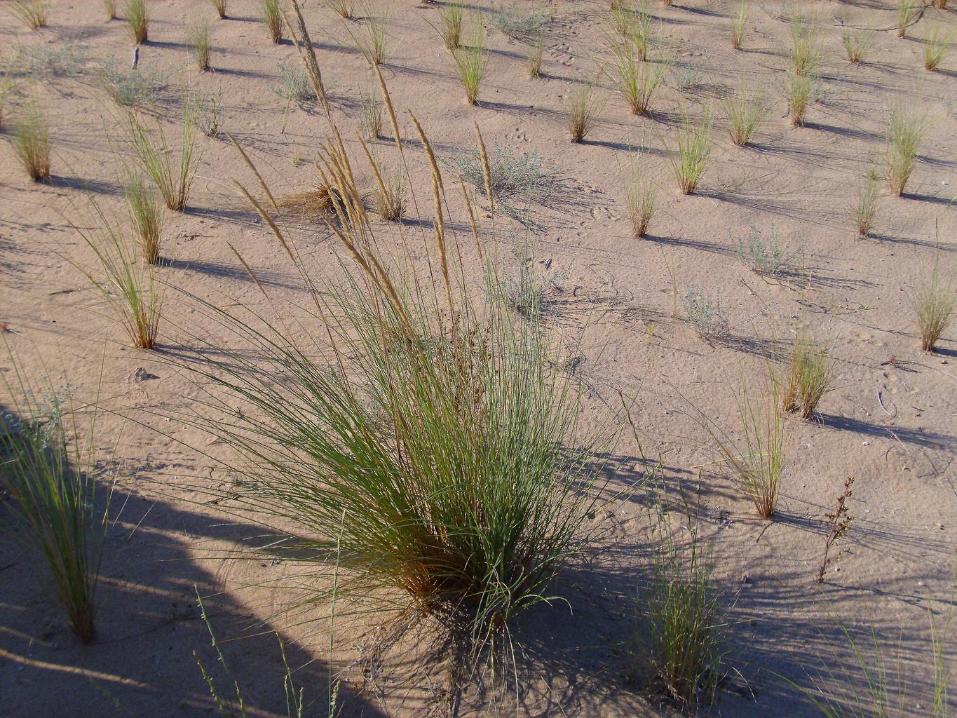 Ammophila arenaria <br>MARRAM GRASS - Image 2