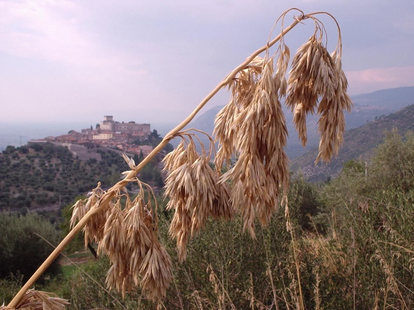 Ampelodesmos mauritanicus <br>MAURITANIA GRASS - Image 2