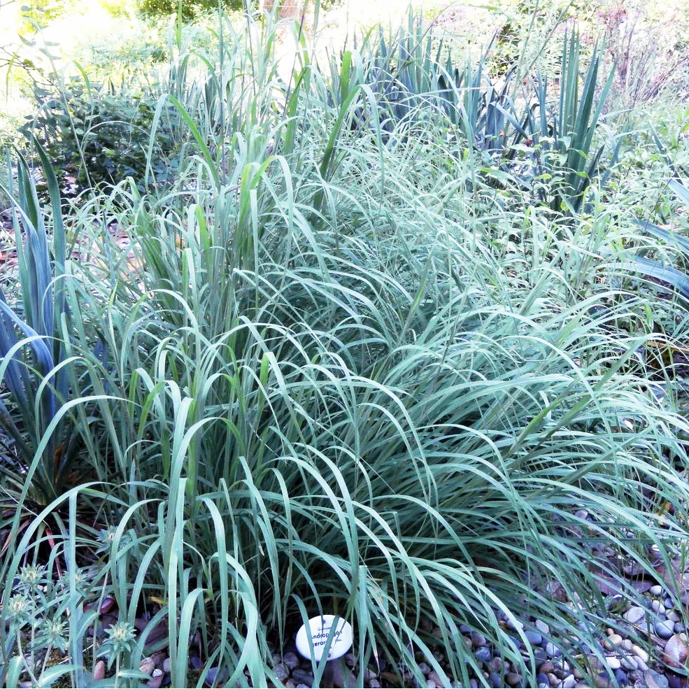 Andropogon scoparius <br>LITTLE BLUESTEM