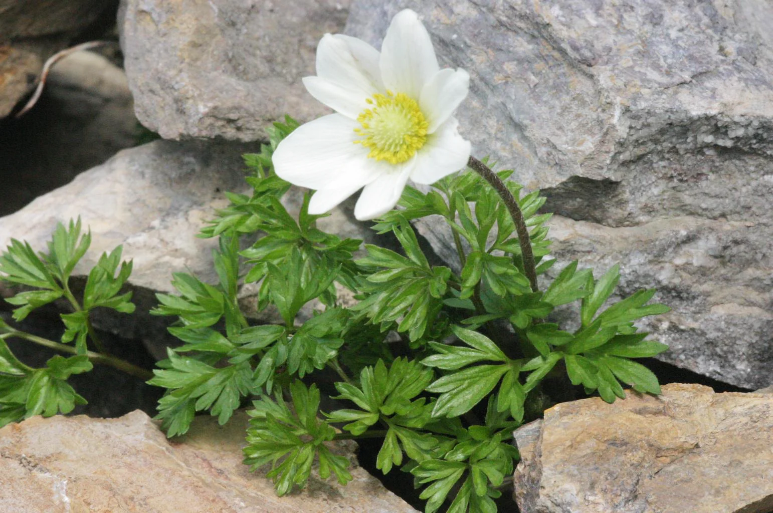 Anemone baldensis <br>WINDFLOWER