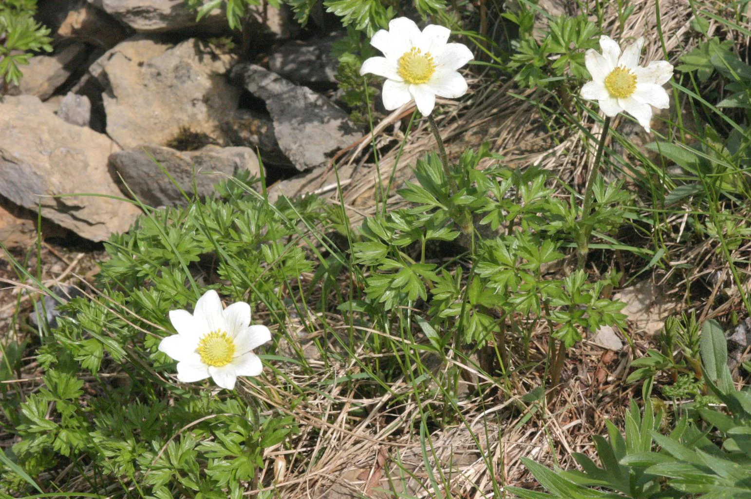 Anemone baldensis <br>WINDFLOWER - Image 2