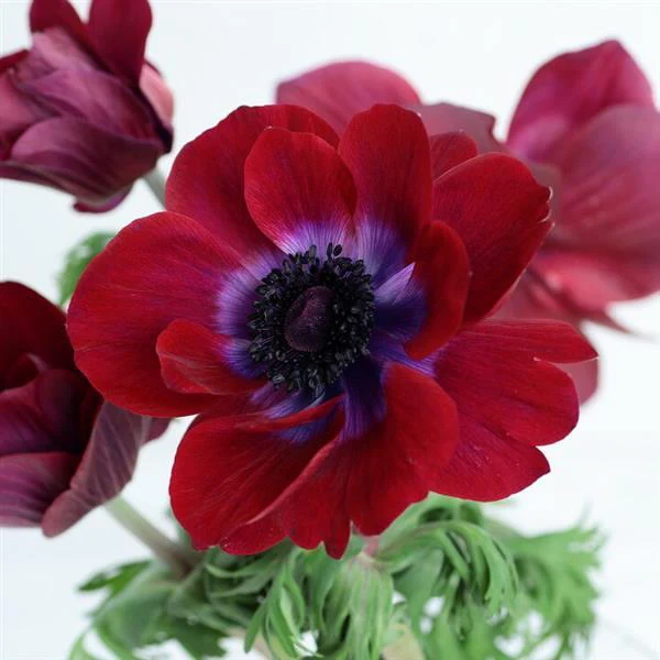 Anemone coronaria <br>POPPY ANEMONE MIX. - Image 10